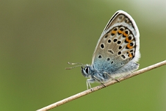 David Plant Photography - Wildlife Photography - Silver studded blue - F